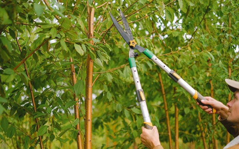 Tree trimming in Fairfield, ND
