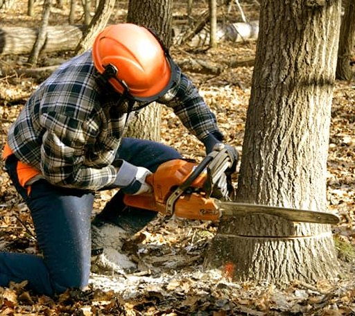Tree Removal in Fairfield, ND
